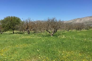 ΚΑΛΥΒΙΑ ΘΟΡΙΚΟΥ, Αγροτεμάχιο, Πώληση, 26100 τ.μ